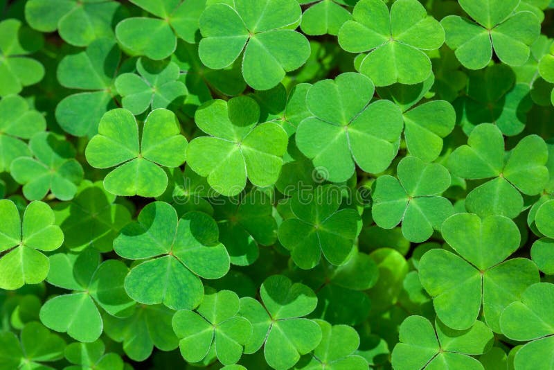 Natural green background with fresh three-leaved shamrocks. St. Patrick`s day holiday symbol. Top View. Natural green background with fresh three-leaved shamrocks. St. Patrick`s day holiday symbol. Top View.